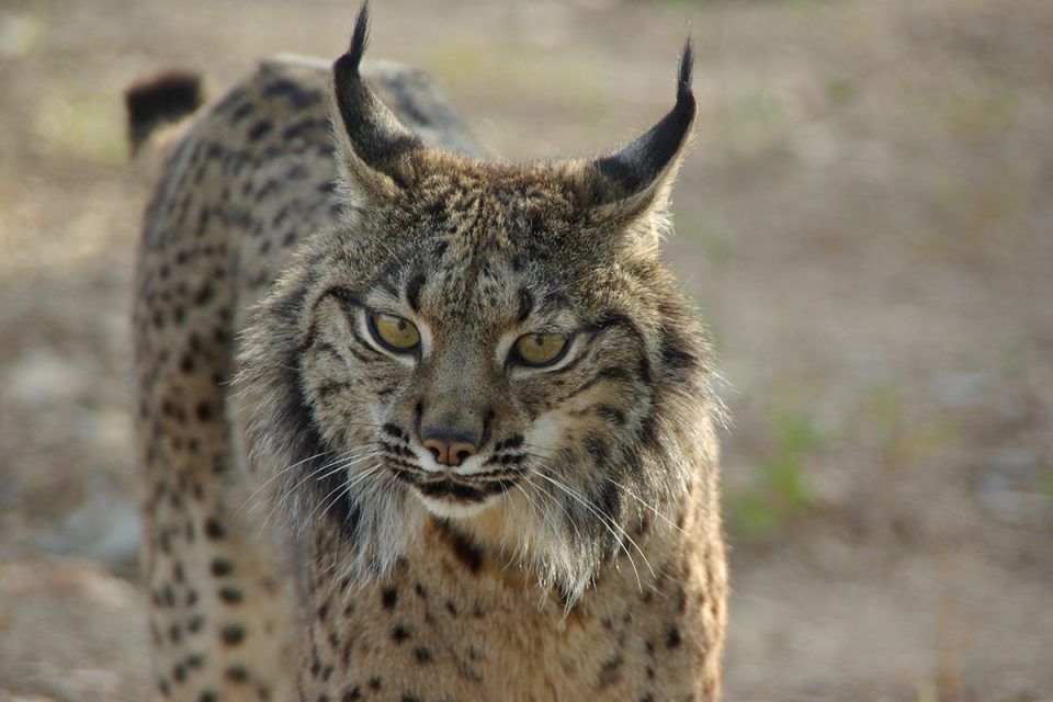 Mértola: há novas formas de conhecer o lince-ibérico no Baixo Alentejo