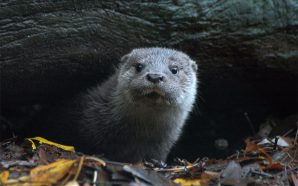 Parque Biológico de Gaia passa a ter atividades grátis todos os dias