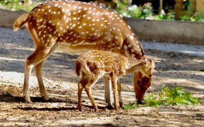 Zoo de Lisboa tem novas crias para visitar e bilhetes em promoção