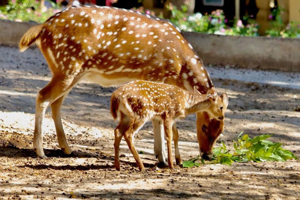 Zoo de Lisboa tem novas crias para visitar e bilhetes em promoção