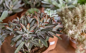 Plantas em casa: os benefícios, cuidados e dicas de uma tendência crescente