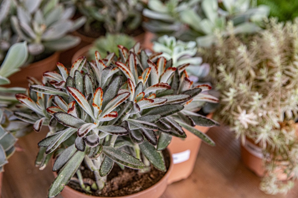Plantas em casa: os benefícios, cuidados e dicas de uma tendência crescente
