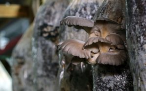 Os cogumelos com cheiro a café que chegam aos restaurantes de Marvila