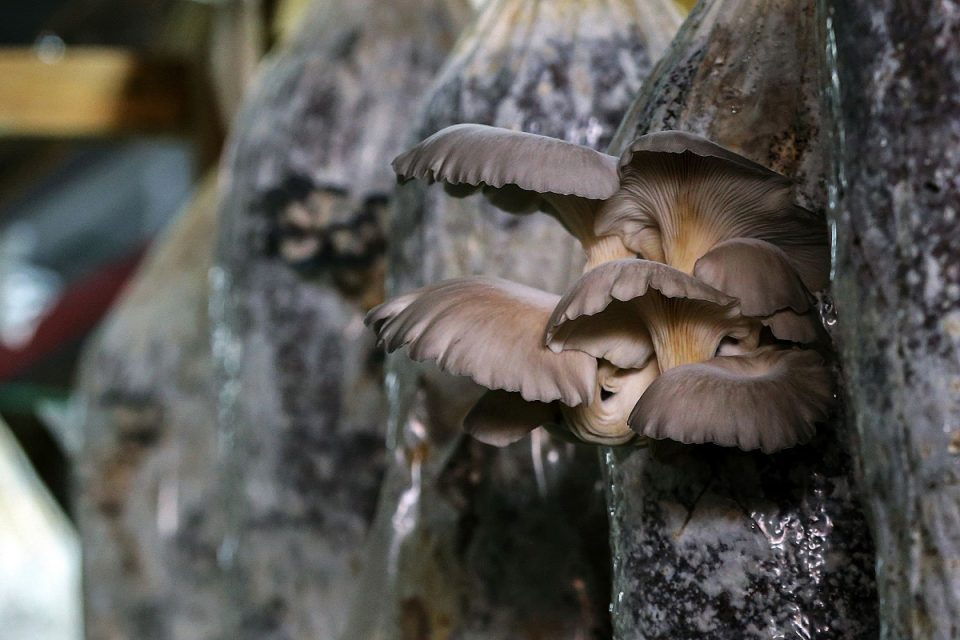 Os cogumelos com cheiro a café que chegam aos restaurantes de Marvila