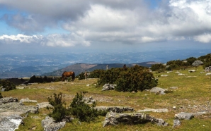 Na Serra do Marão, os avós plantam árvores com o nome dos netos