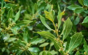 Câmara de Matosinhos oferece árvores a quem tenha quintal ou jardim