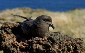 Está eleita a Ave do Ano 2021: só existe nos Açores e chega aos 20 anos