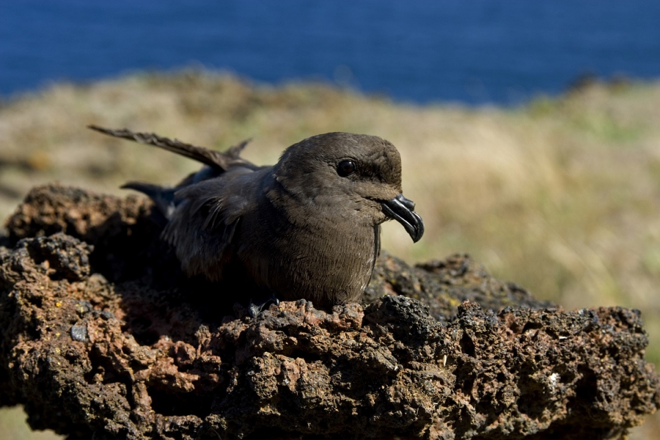 Está eleita a Ave do Ano 2021: só existe nos Açores e chega aos 20 anos