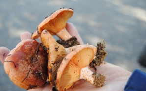 Festival do Cogumelo traz chefs, workshops e passeios de volta a Alcaide