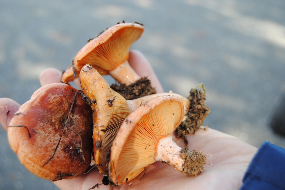 Festival do Cogumelo traz chefs, workshops e passeios de volta a Alcaide