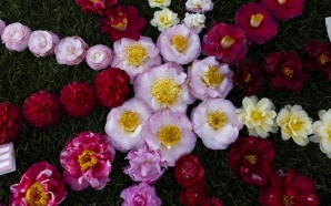 Há festa à volta da “flor de inverno” no Parque&hellip;